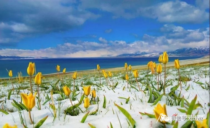 盛开在赛里木湖景区的野生郁金香。图/赛里木湖景区提供