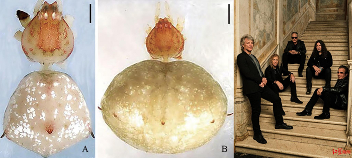  邦乔飞云斑蛛和邦乔飞乐队（右图来源邦乔飞乐队官网）