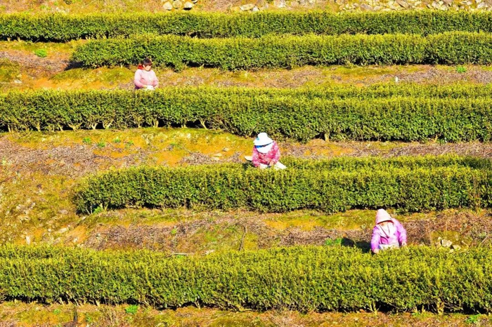 ▲采茶工从一大早就开始忙碌，赶着时间留住这份“春天的馈赠”。