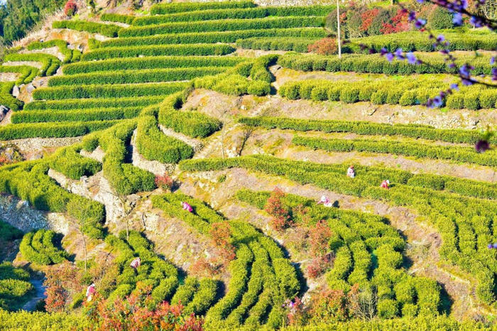 ▲春光中的羊岩茶场。