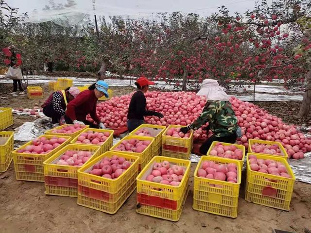 　　来源：柳林镇果技站供图。