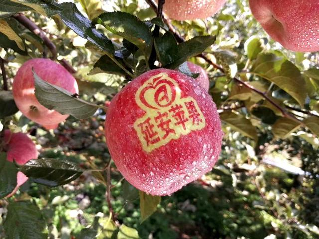 　　延安苹果。 来源：柳林镇果技站供图。