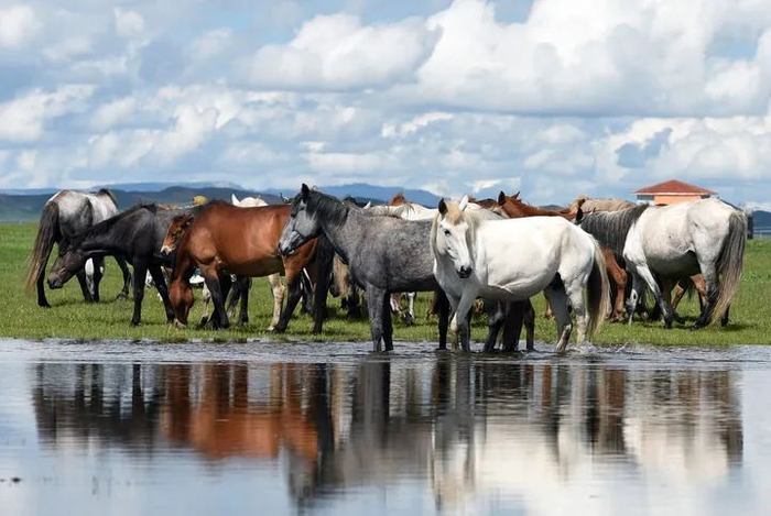 资料图片：在甘肃省玛曲县河曲马场，一群河曲马在草原湿地觅食休憩。（新华社记者 马宁 摄）