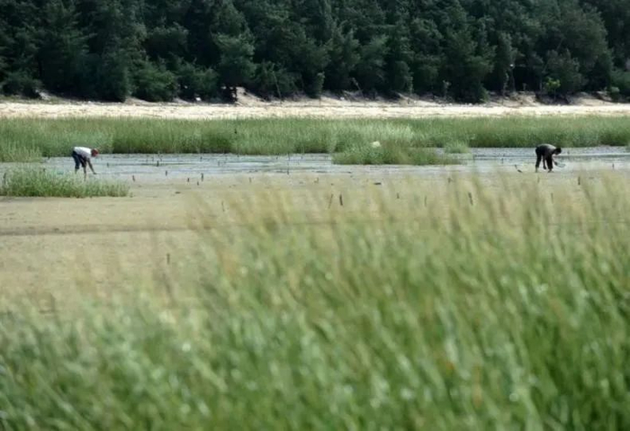 广西一滩涂遭外来植物互花米草入侵   图/新华网