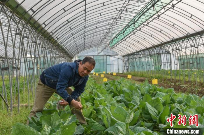 现代农夫李锦波在台州黄岩中德农场查看有机蔬菜长势 范宇斌 摄