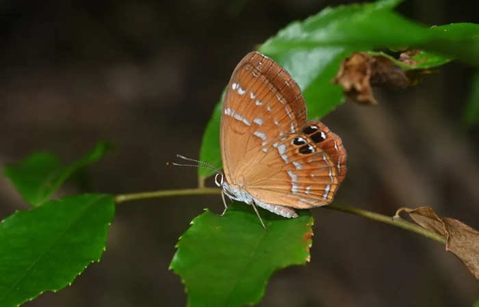平时极难偶遇的蝴蝶继续出现，李元胜相继观察到两种盛蛱蝶和两种蚬蝶。上图为黄豹盛蛱蝶，下图为白点褐蚬蝶。