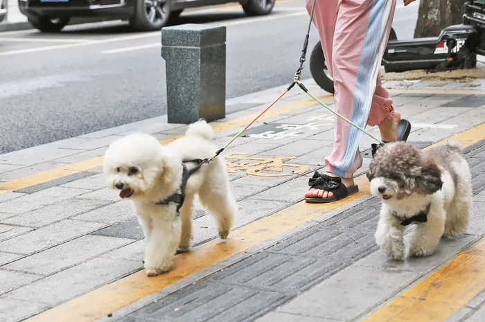 ▲市民带着爱宠散步。深圳晚报记者 张焱焱 摄