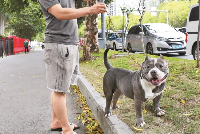 ▲市民陪伴爱宠玩耍。深圳晚报记者 张焱焱 摄