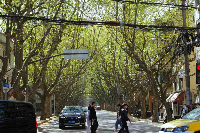 永福路复兴西路梧桐掩映