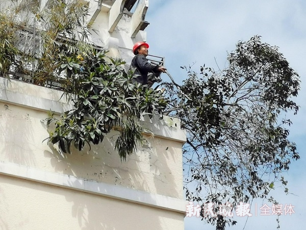 图说：工人砍伐楼顶大树    王军 摄