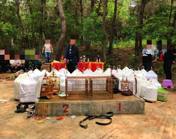 有人聚众“斗画眉”，警方一窝端（图片为兴宁警方提供）