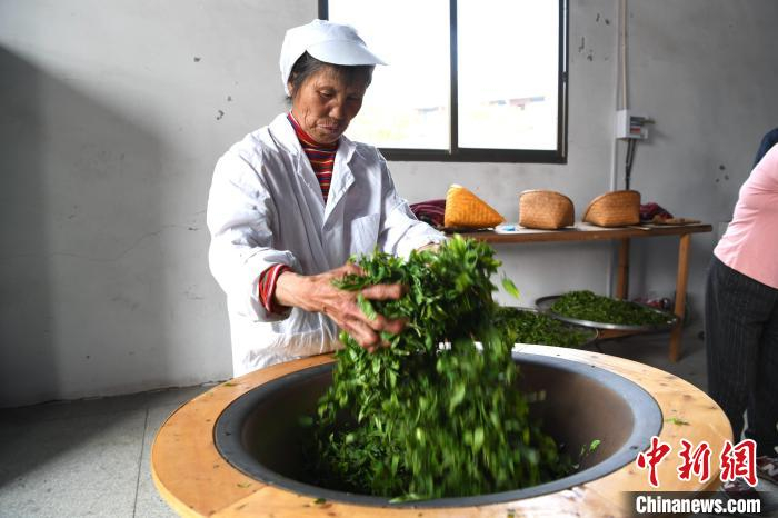 图为茶农正在制茶。　王东明 摄