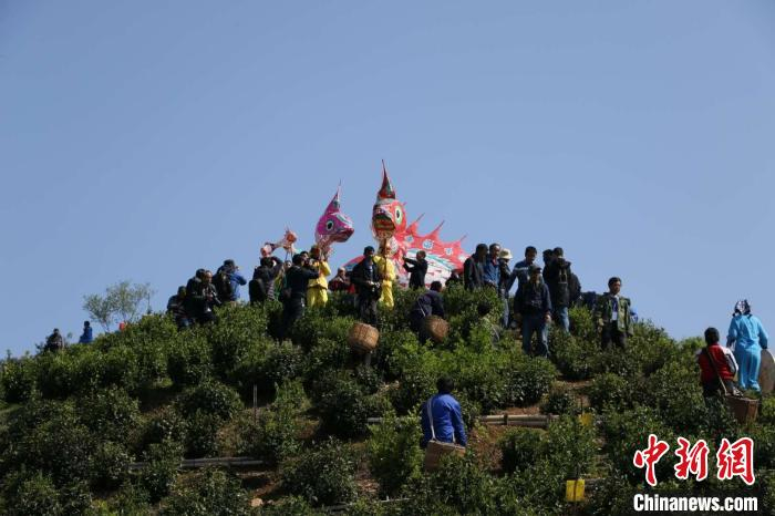 汪满田鱼灯游茶园祈丰收 刘浩 摄
