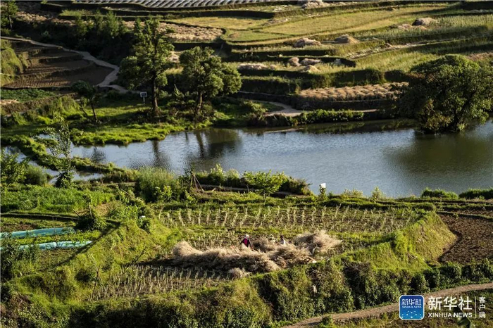 腾冲市三家村中寨司莫拉佤族村村民在收获油菜籽。摄于2020年5月。新华社记者 江文耀 摄