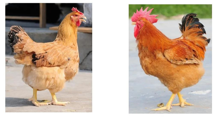 图为康达尔黄鸡128配套系