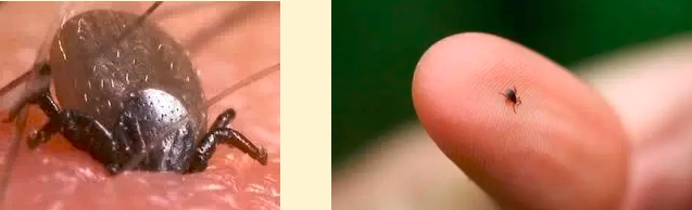 蜱虫常常活跃于草丛中，当人或动物经过或者停留时，便伺机叮咬吸血。均为长沙市疾控中心供图