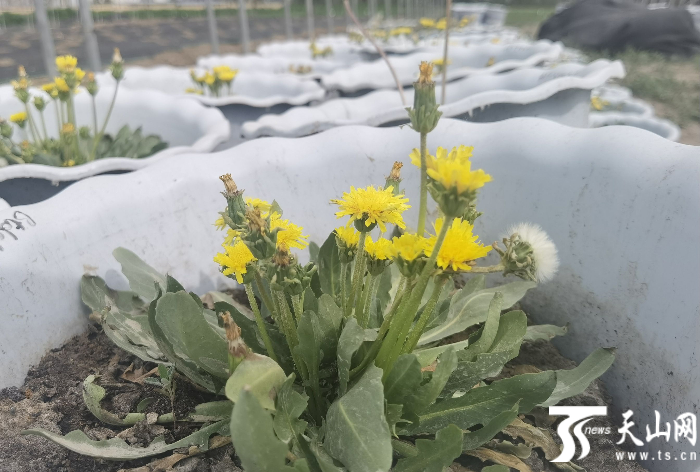 橡胶草长相跟蒲公英“撞脸”，但橡胶草叶片要厚实一些。天山网-新疆日报记者于江艳摄