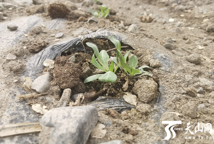 刚移栽大田一周的橡胶草苗。天山网-新疆日报记者于江艳摄