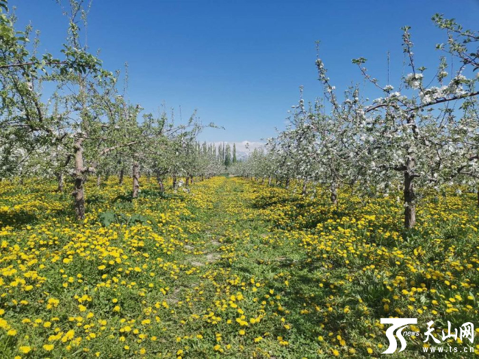 去年种在果树下的橡胶草，花开茂盛。通讯员高强摄