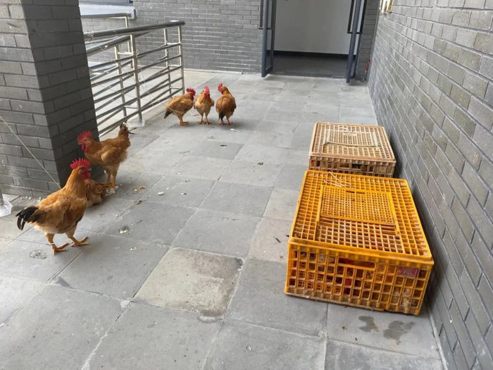 ▲5月10日，何家村村委会，近90只鸡将用来布控诱捕点。新京报记者 肖薇薇 摄