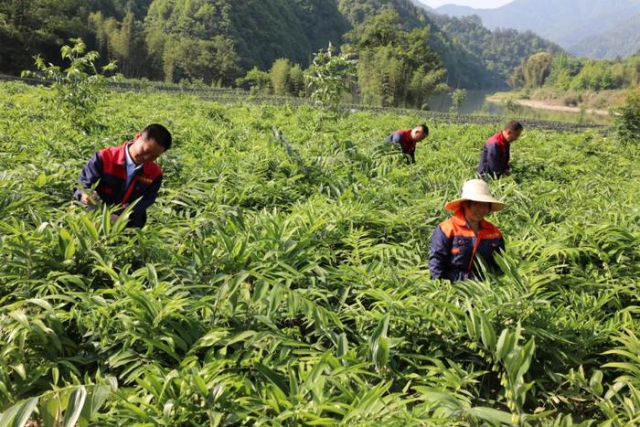 江西铜鼓黄精基地图片