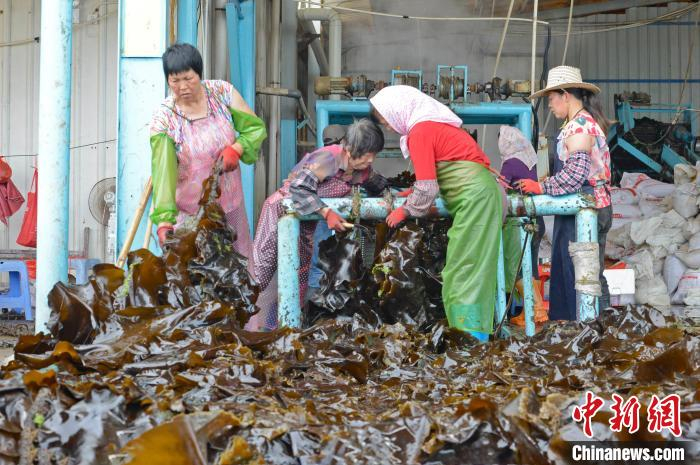 养殖户加工海带。　林弘梫 摄