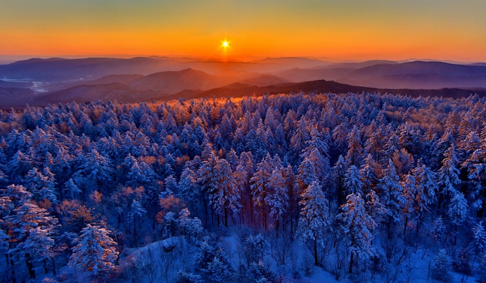 大菁山雪松。