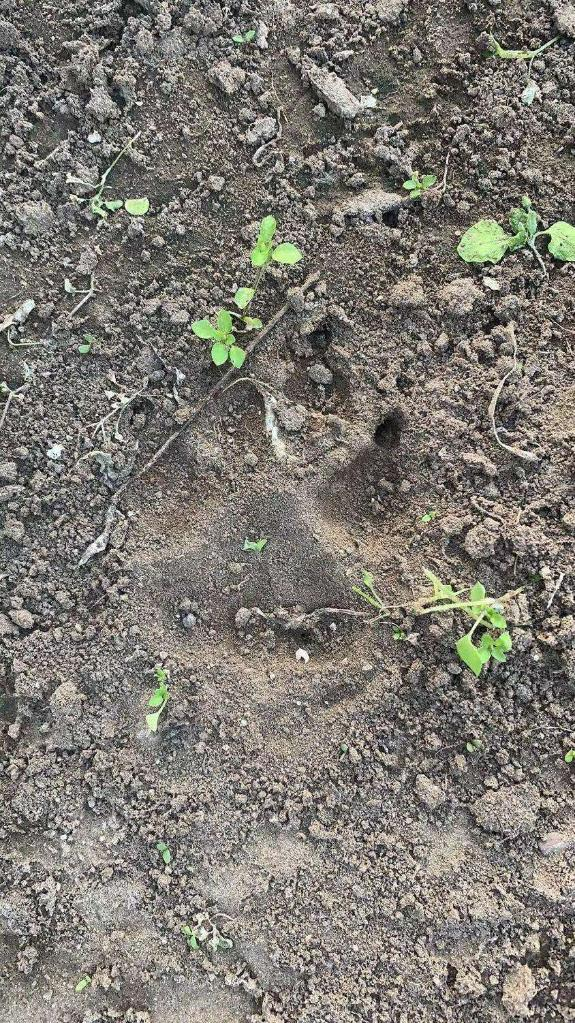 大民村位于齐齐哈尔市南郊，邻近齐齐哈尔市主城区。（记者梁冬、马晓成、唐铁富）