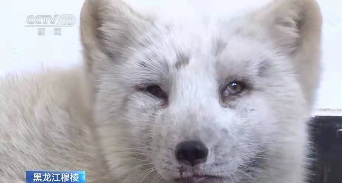 银狐被蜱虫叮咬来源：央视新闻