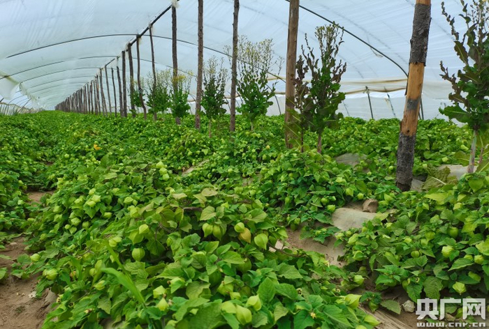 冷棚里即将成熟的洋菇娘（央广网发 吕文卫摄）