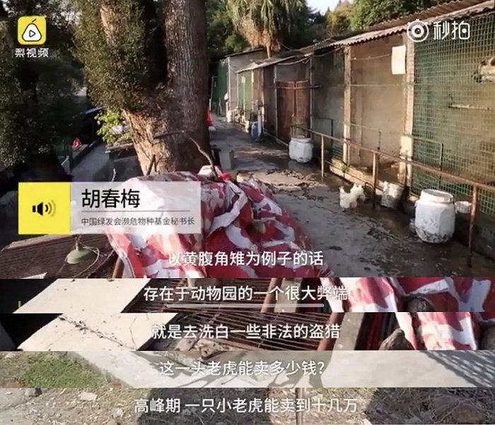 截图来源：微博@梨视频