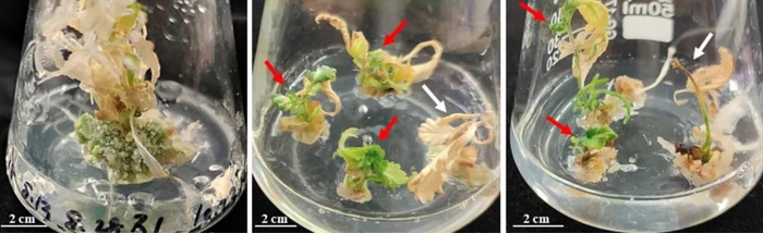 对工业大麻进行基因编辑后同时产生白化幼苗与嵌合体幼苗。中国农科院供图