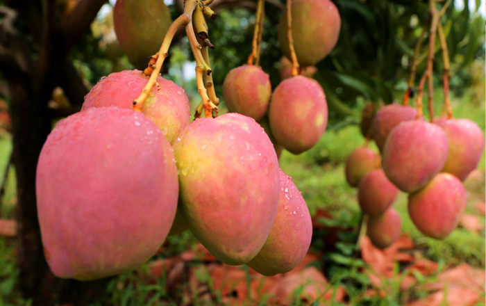 丽江华坪种植的芒果 王钢 摄