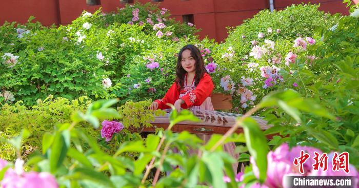 图为青海民族大学师生在牡丹园抚琴。　宛瑞 　摄