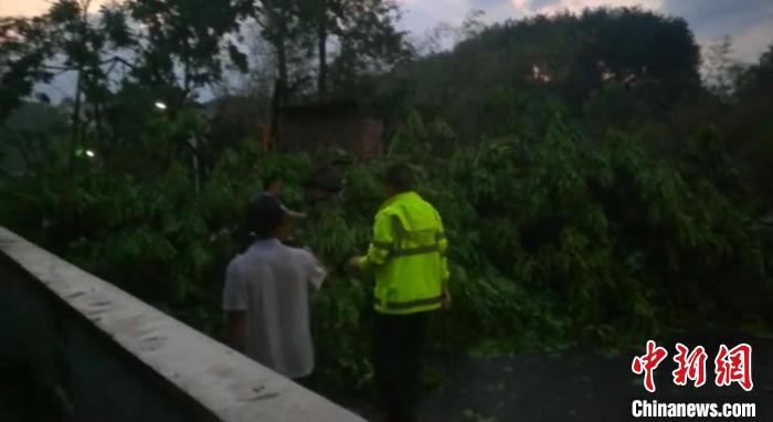 图为树枝被大风刮倒。　贵阳市开阳县气象局供图