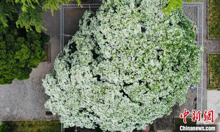 近日，这棵高大的流苏树迎来盛花期。　曲寓直 摄