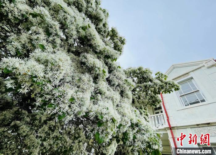 流苏树花满树冠，如盖霜雪。　曲寓直 摄