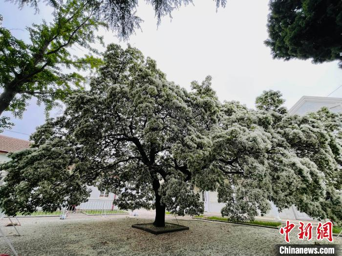 流苏属木樨科，是国家二级保护植物。　曲寓直 摄