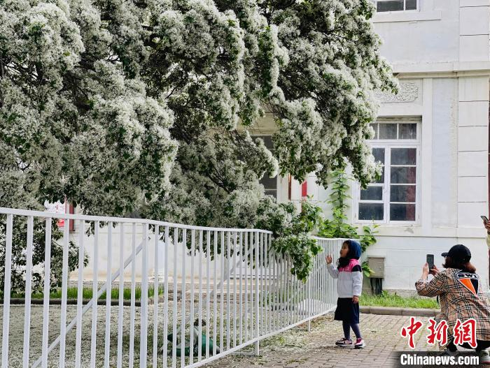 游人在流苏树前拍照留念。　曲寓直 摄