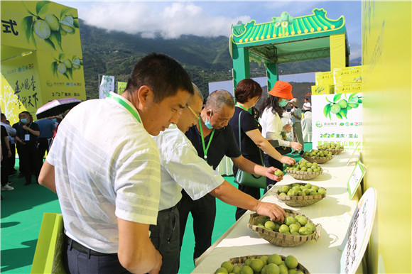 品牌营销唱戏、节庆活动搭台，让脆李香飘全国。巫山县融媒体中心供图 华龙网发