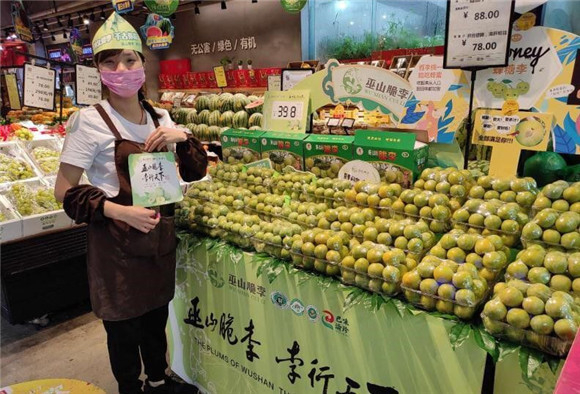 巫山脆李热销市场走俏。巫山县委宣传部供图 华龙网发