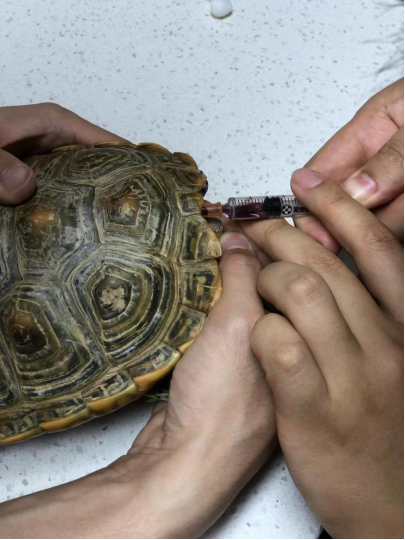 丁泓淦在给乌龟抽血（受访者供图）
