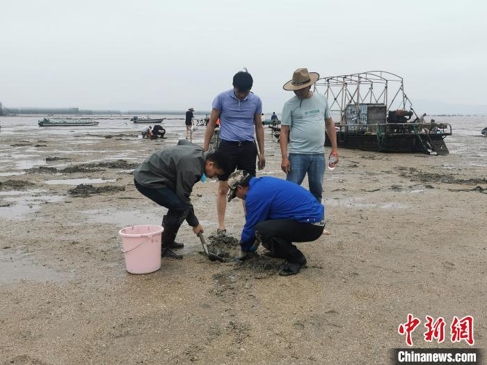 村民挖花蛤场景。　王林威 摄