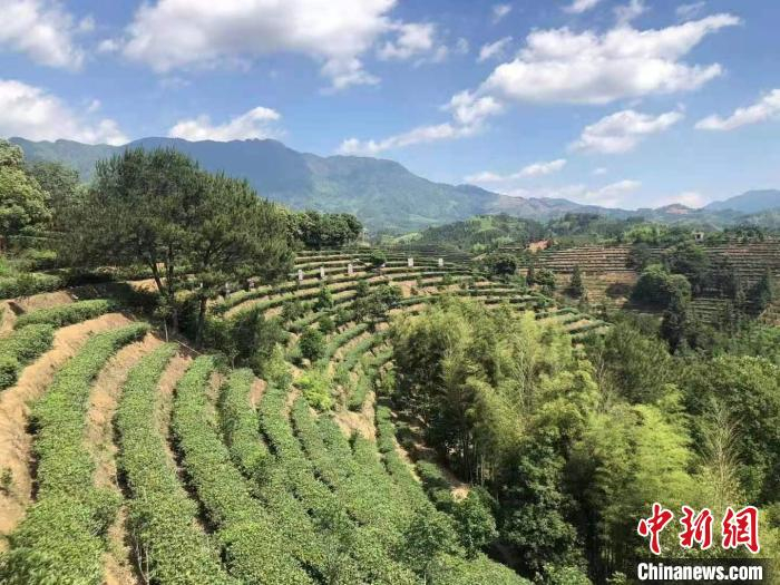 图为大田茶山。　吴晟炜 摄