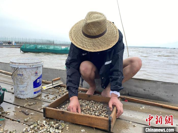 村民淘洗花蛤场景。　王林威 摄