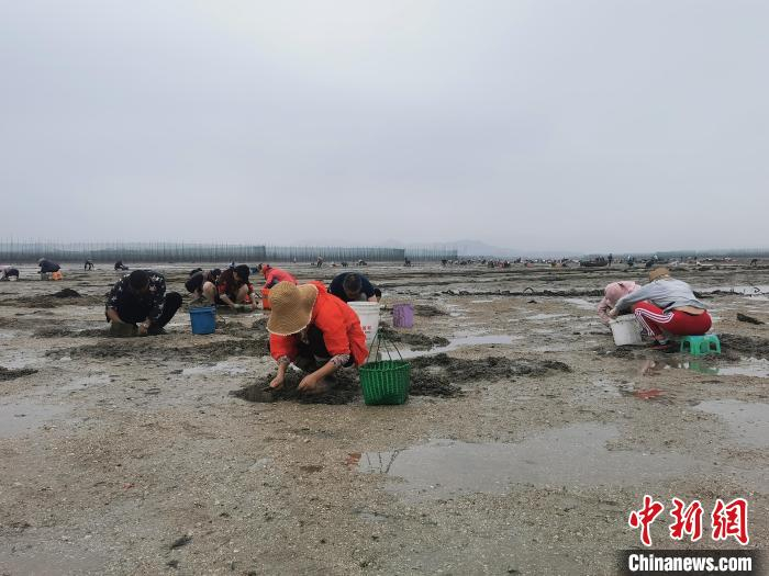 村民挖花蛤场景。　王林威 摄