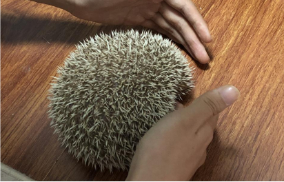 夏琳在安抚炸刺的格格（摄影/陈玉琪）