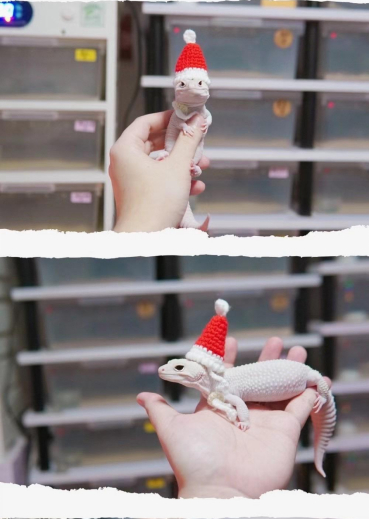 欧西的第一只守宫桑桑（受访者供图）