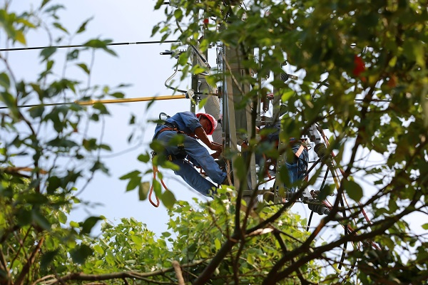 图说：国网上海金山电力公司工作人员升级农村电网，助力乡村振兴 