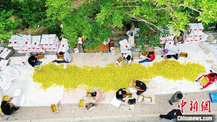 航拍分拣现场，一片忙碌景象。　李靖海 摄